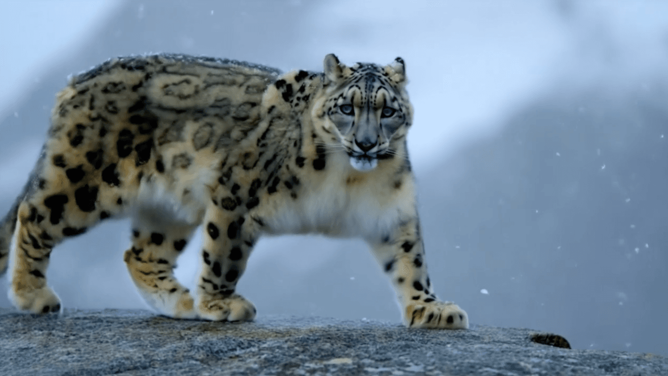 Generate Stunning Images Instantly with Image Generator AI