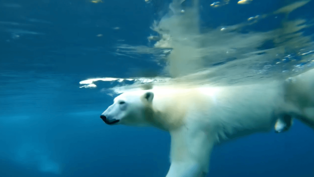 Polar Bear Swim